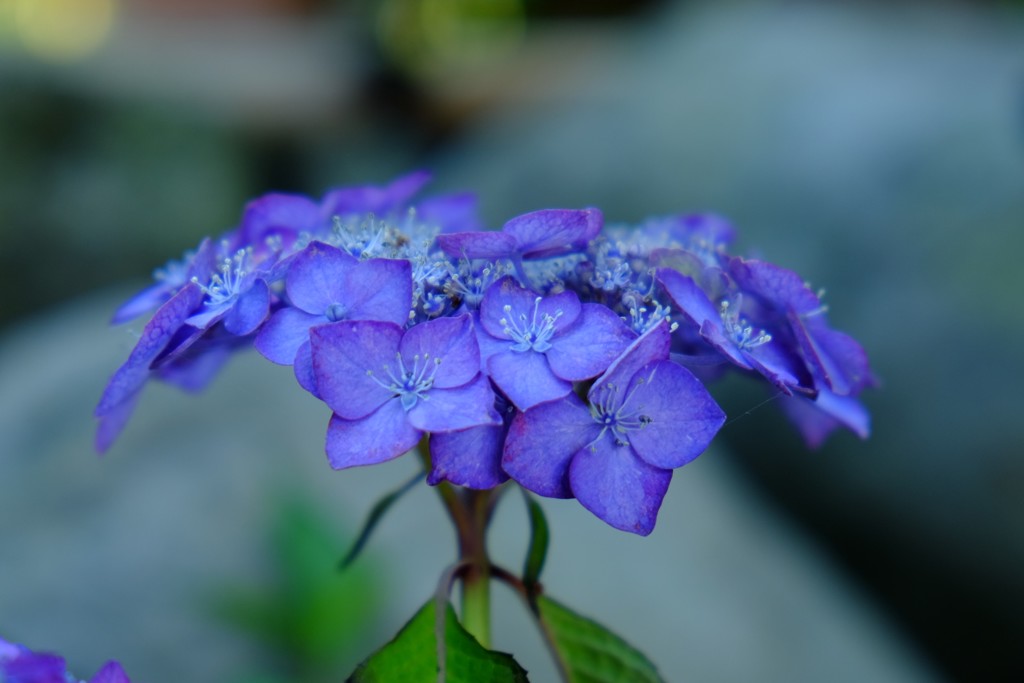 紫陽花
