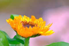 散歩の途中で。2