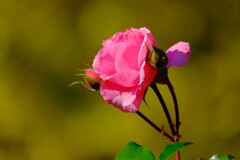 散歩の途中で。④