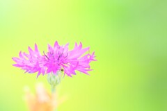 散歩の途中で。