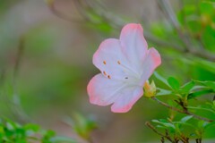 散歩の途中で。10