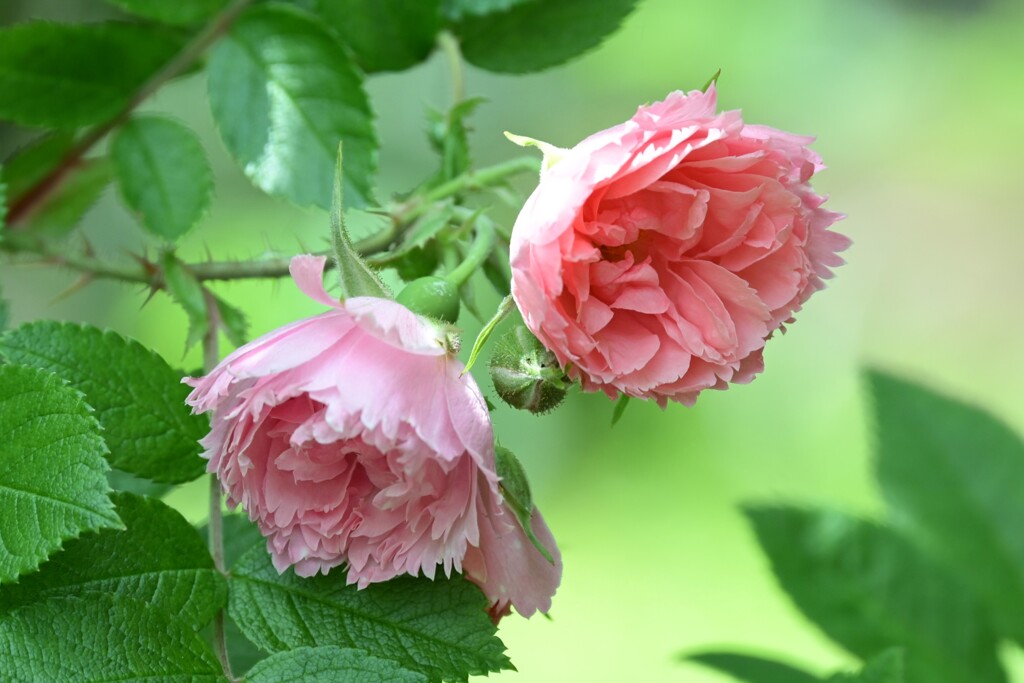 薔薇-3