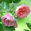 薔薇-3