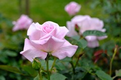 散歩の途中で。②