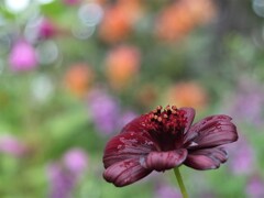 散歩の途中で。Ⅴ