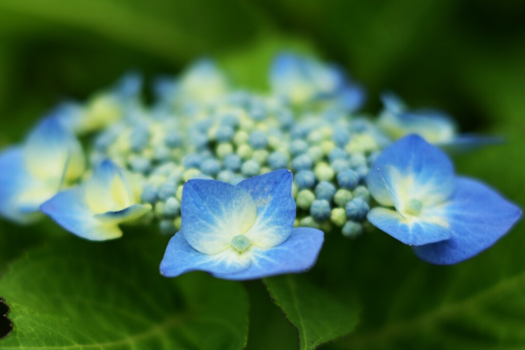 紫陽花-４