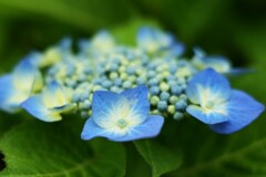 紫陽花-４