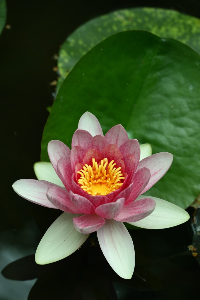 睡蓮