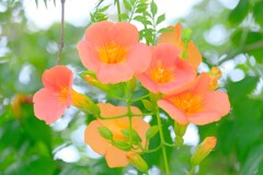 散歩の途中で。