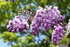 藤の花