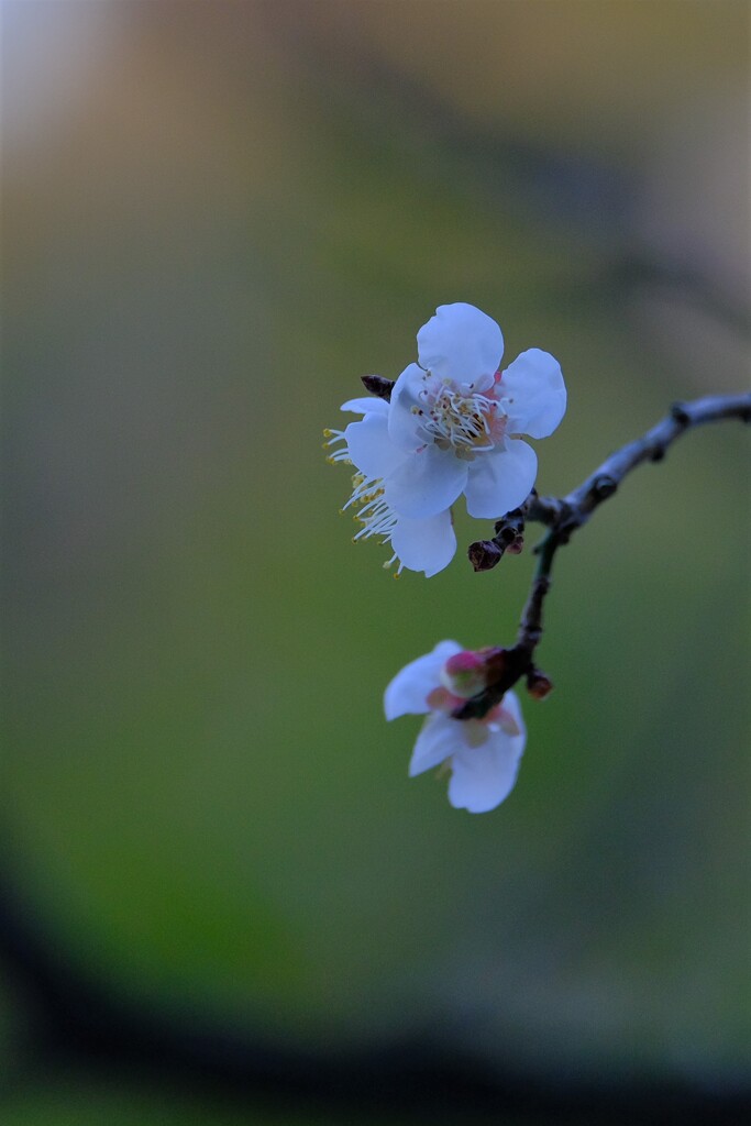 散歩の途中で。Ⅱ