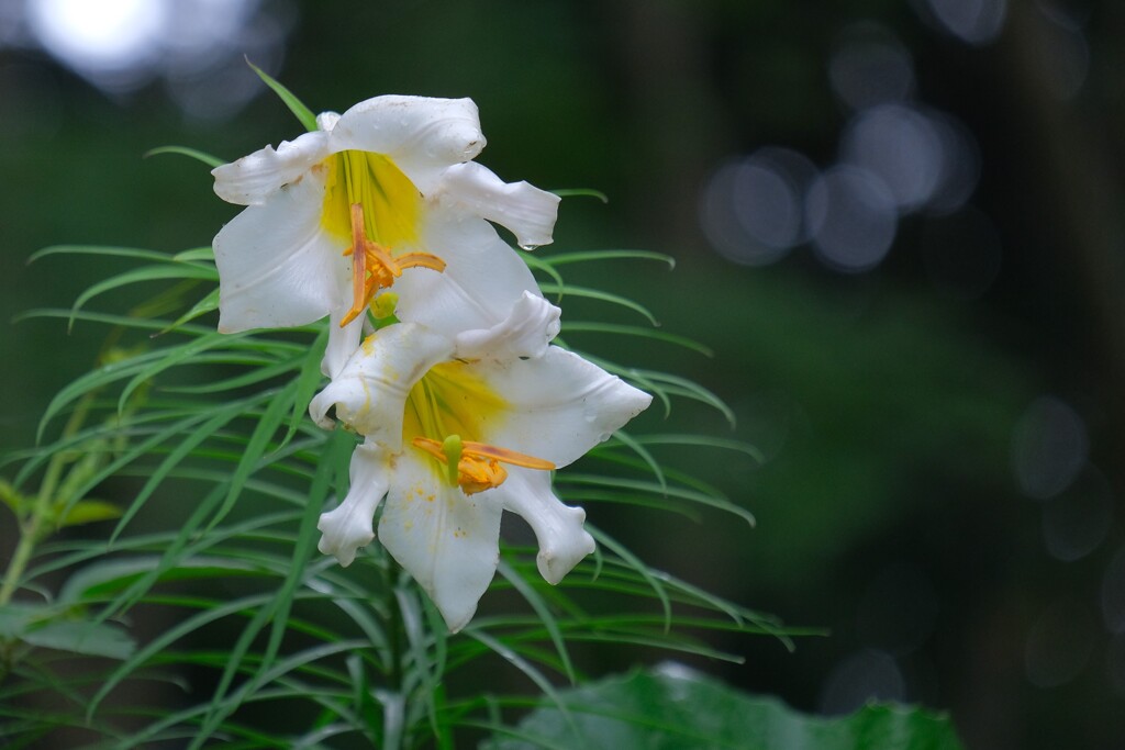 散歩の途中で。