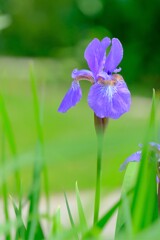 散歩の途中で。Ⅶ