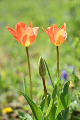 チューリップ