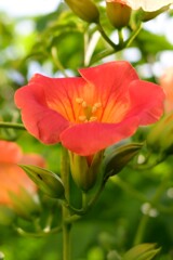 ノウゼンカズラ