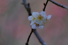 散歩の途中で。Ⅴ