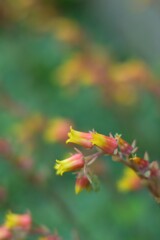 サボテンの花