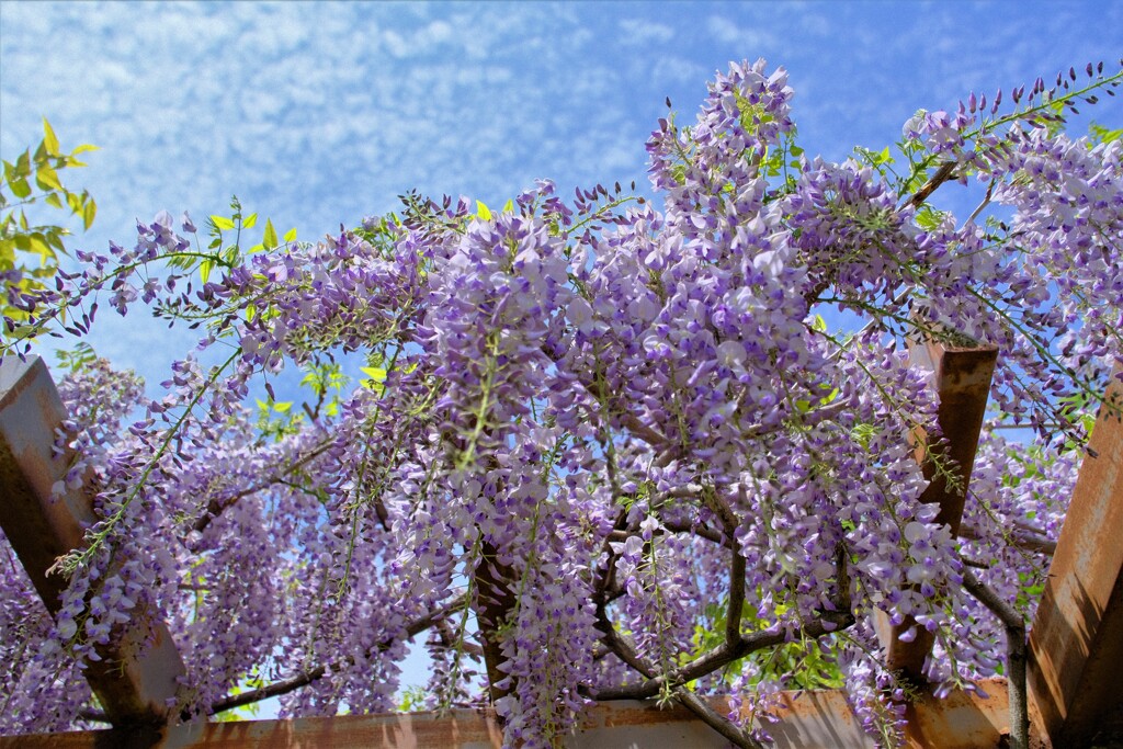 散歩の途中で。Ⅲ