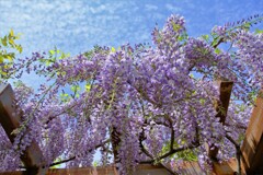 散歩の途中で。Ⅲ