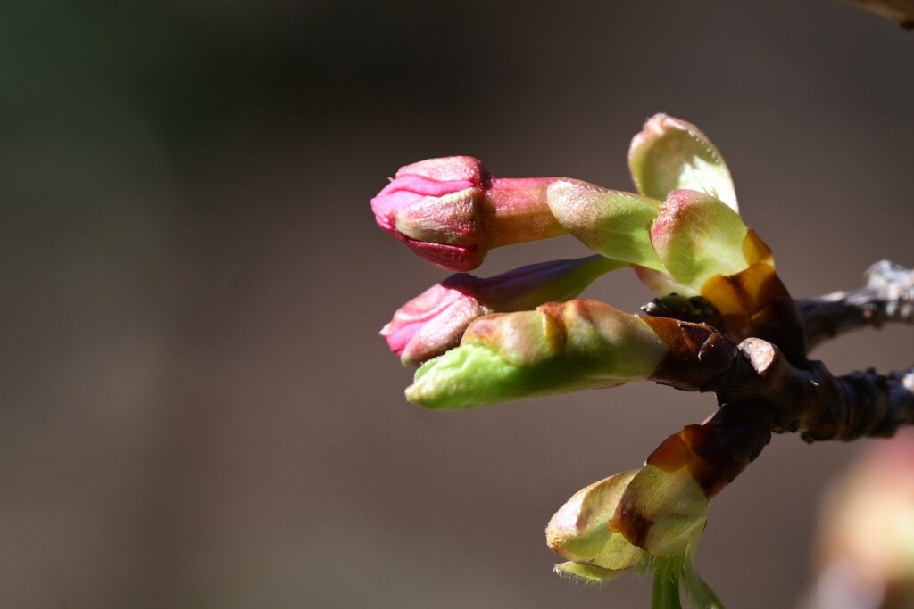 桜の蕾