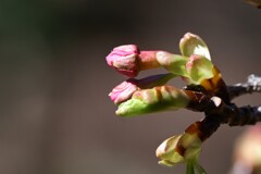 桜の蕾