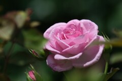 散歩の途中で。