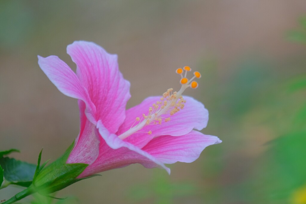 散歩の途中で。