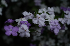 散歩の途中で。Ⅷ