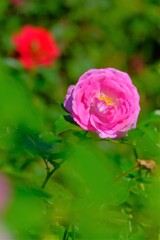 散歩の途中で。4