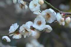 白梅-２