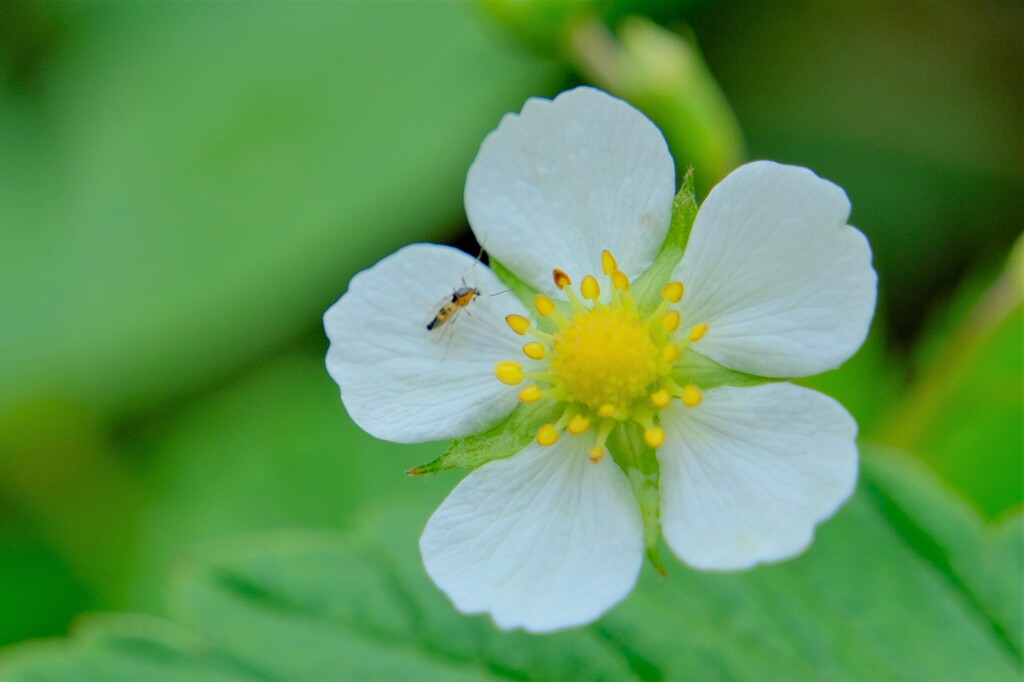 散歩の途中で。10