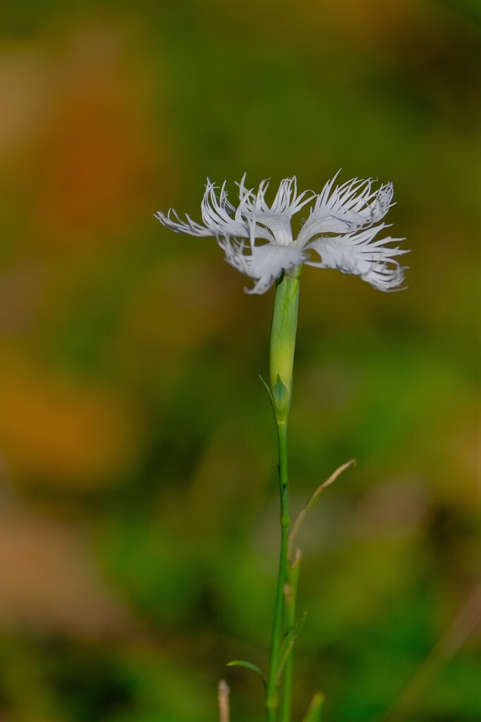 散歩の途中で。Ⅲ