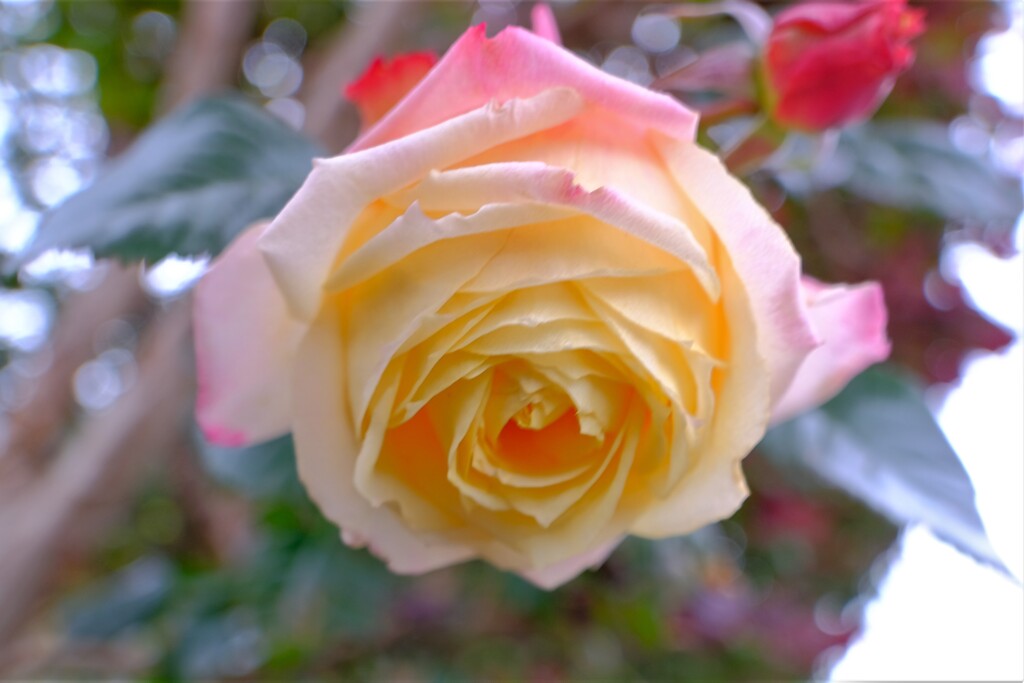 散歩の途中で。⑥