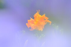 散歩の途中で。