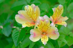 散歩の途中で。①