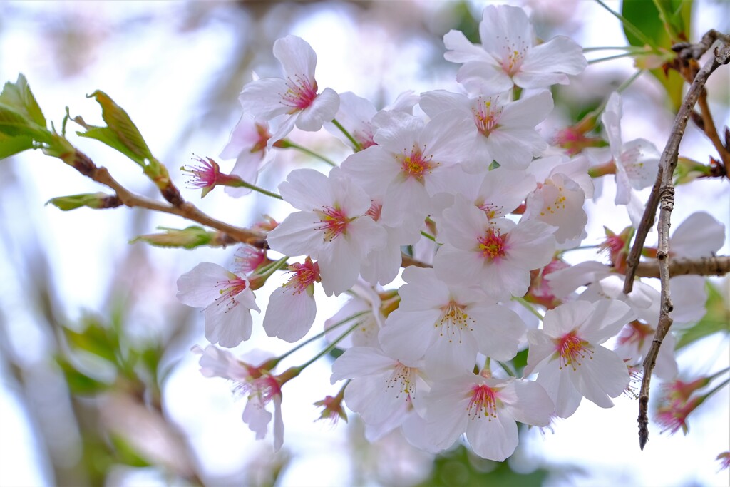 散歩の途中で。⑦