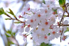 散歩の途中で。⑦