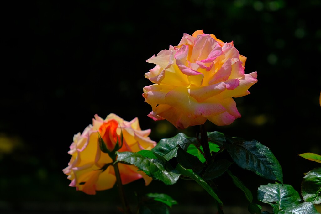 散歩の途中で。(12)