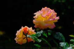 散歩の途中で。(12)