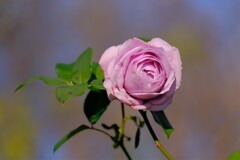 散歩の途中で。2