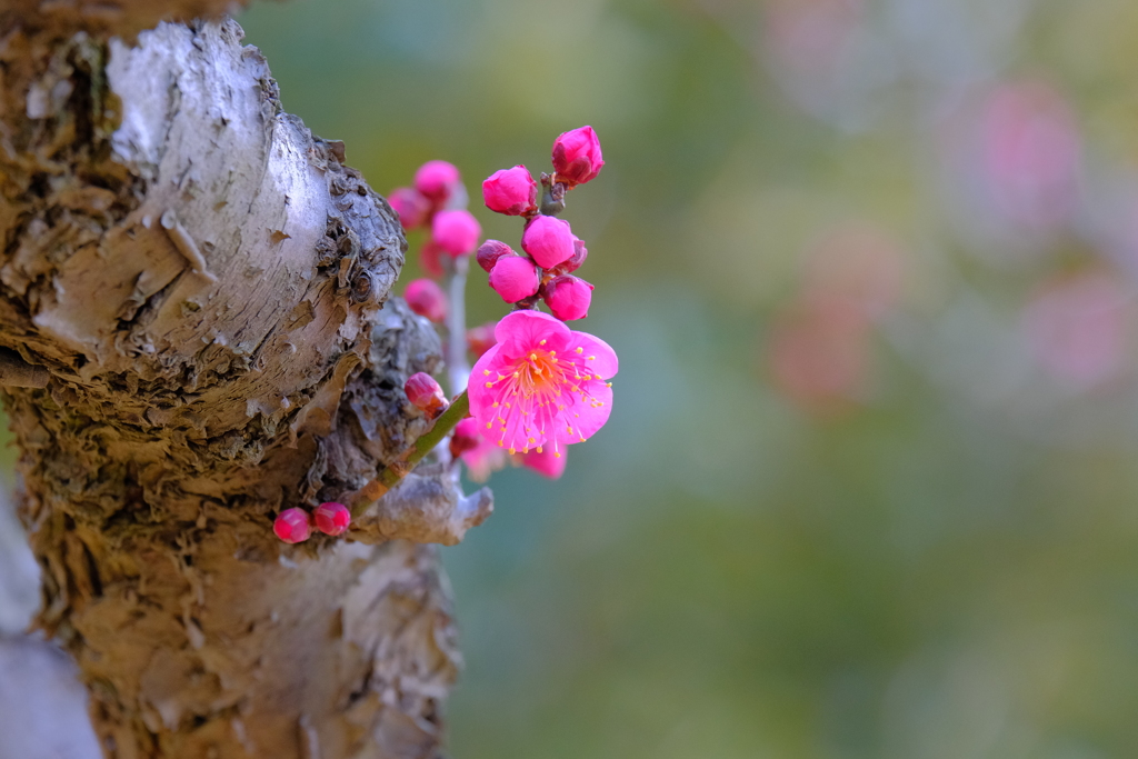 散歩の途中で。2