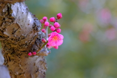 散歩の途中で。2