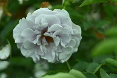 薔薇-8