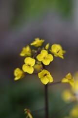 セイヨウアブラナ