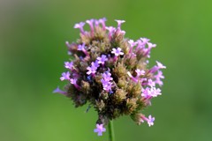 DSCF8078