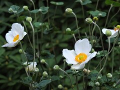 散歩の途中で。１