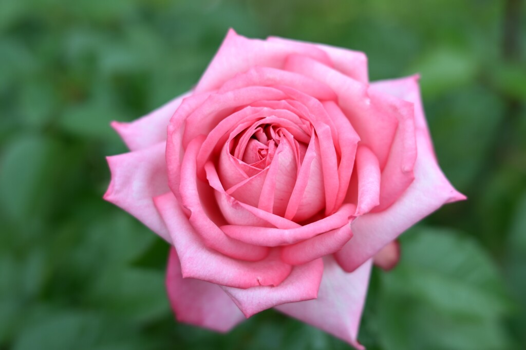 薔薇-2