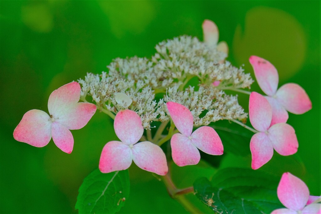 あじさい（10）