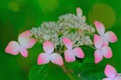 あじさい（10）