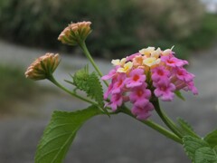 散歩の途中で。5